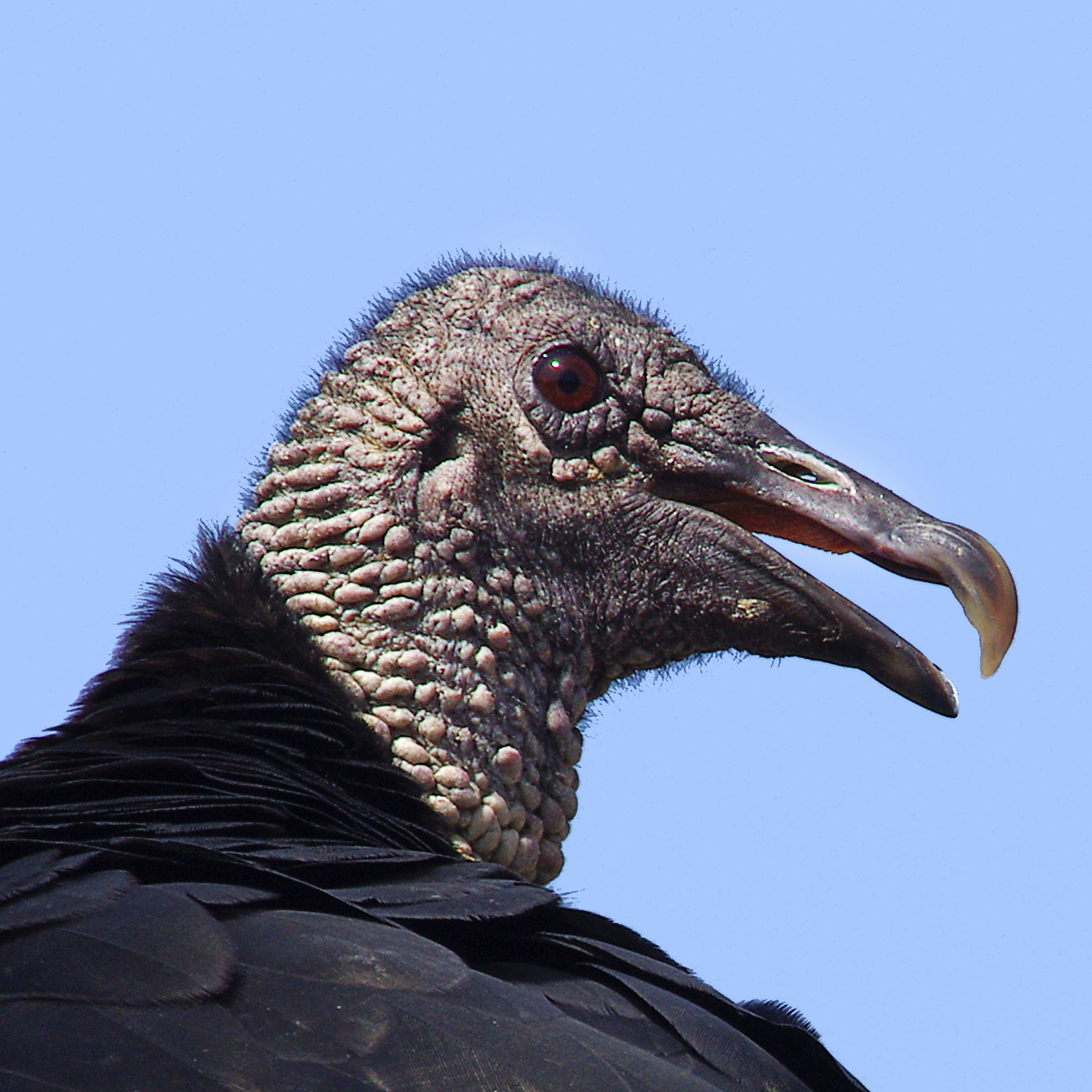 gautron-jp-3-urubu-noir_50980065307_o