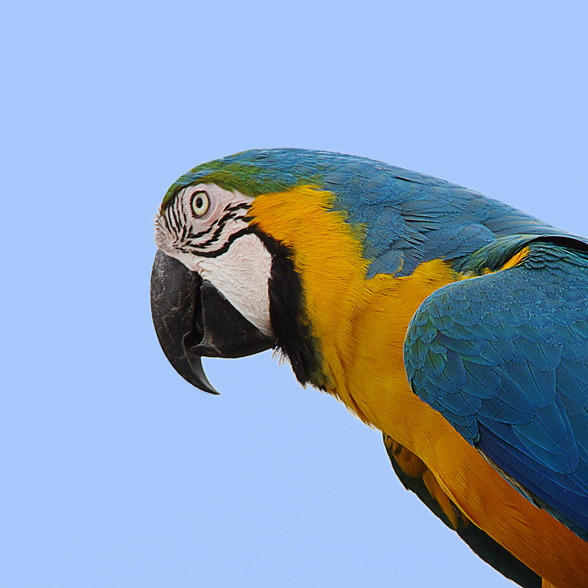 gautron-jp-4-perroquet-bleu-jaune_50980069807_o