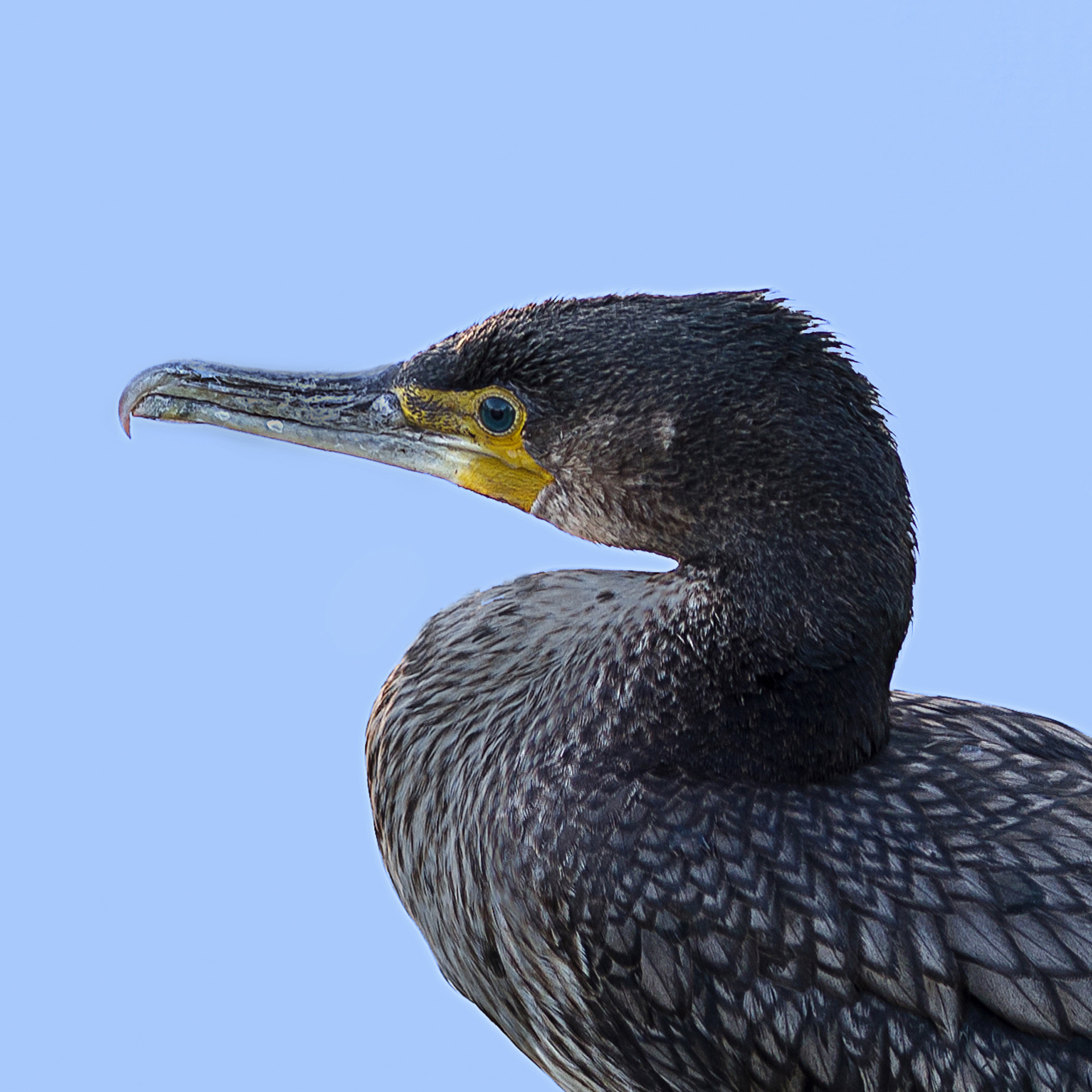 gautron-jp-5-cormoran_50980068842_o