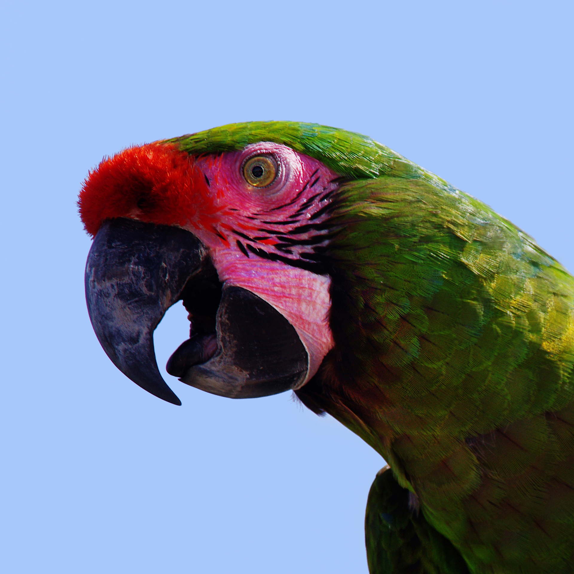 gautron-jp-6-perroquet-vert_50980067942_o