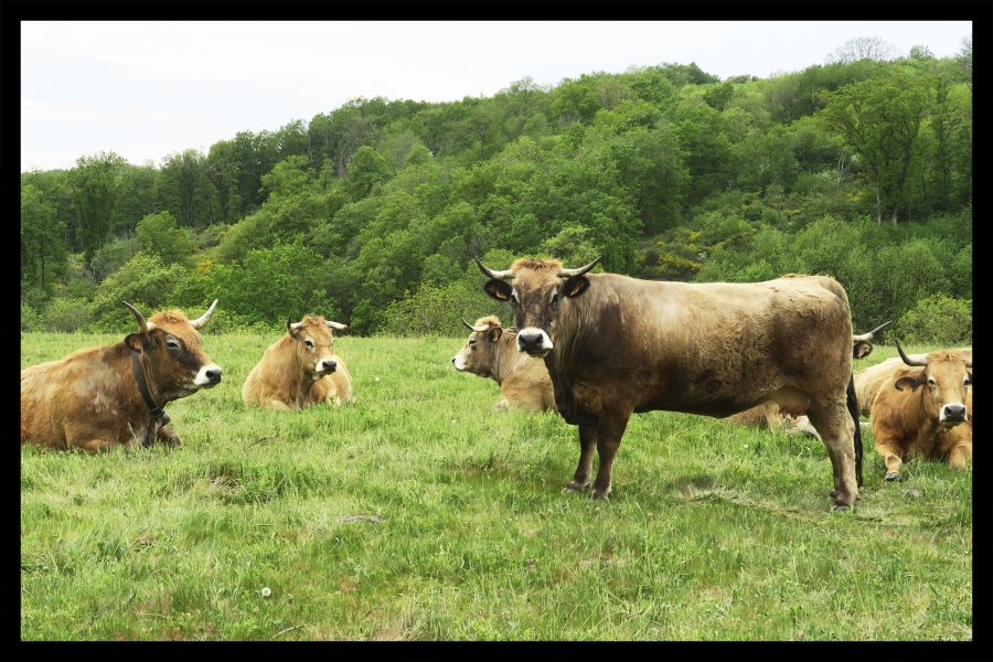 Les vaches de mon voisin_2