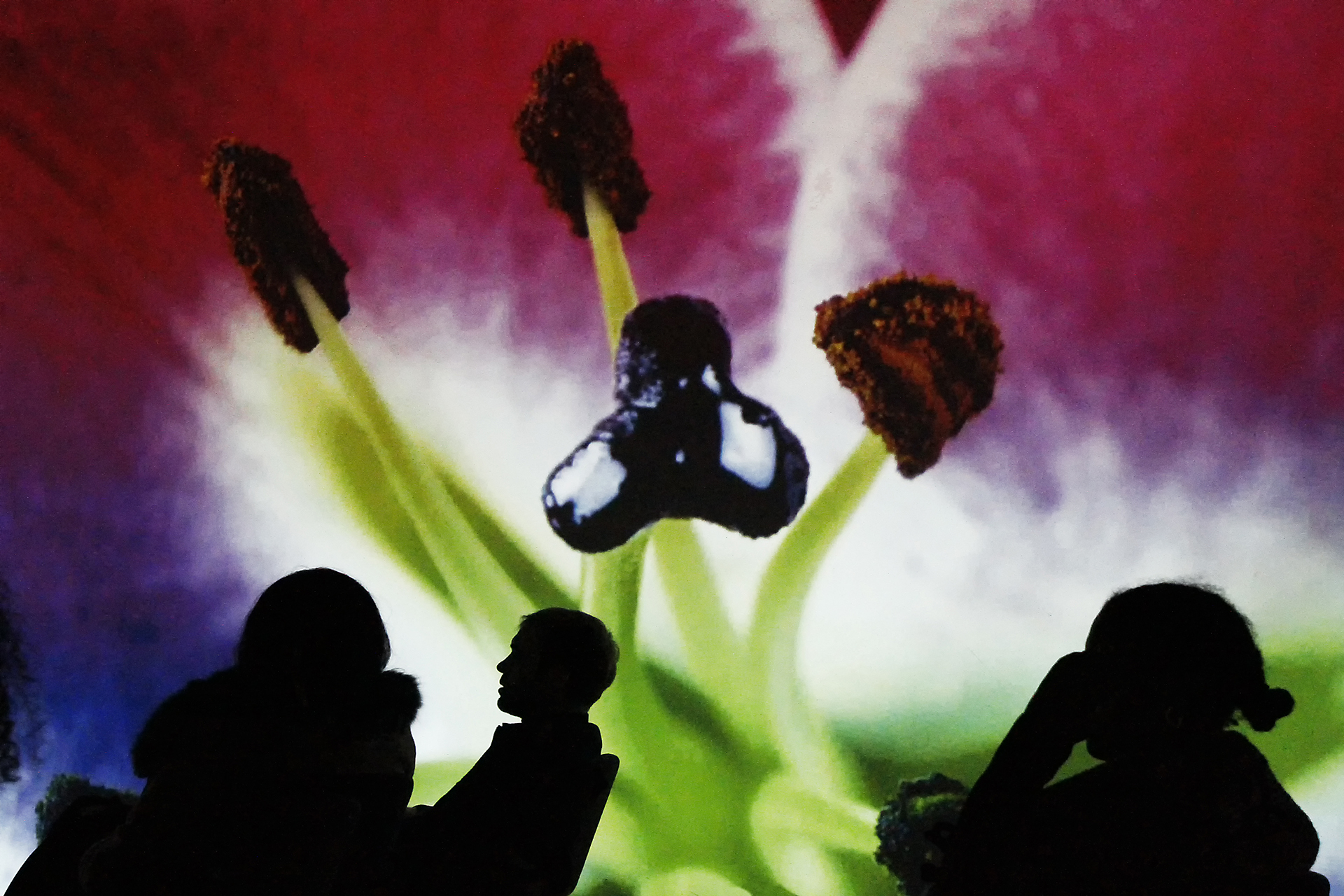 guillet-ph-02_48422482497_o