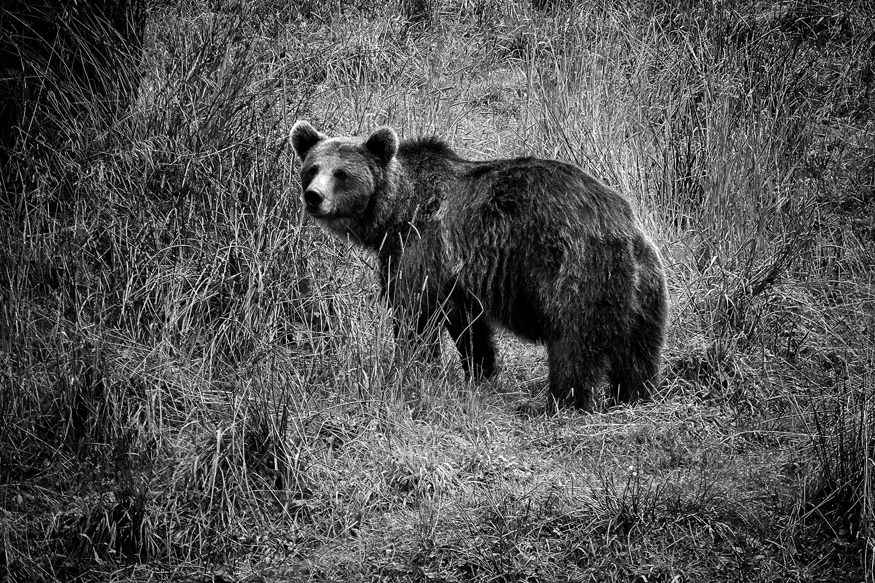 labonde-am-01_48422913337_o