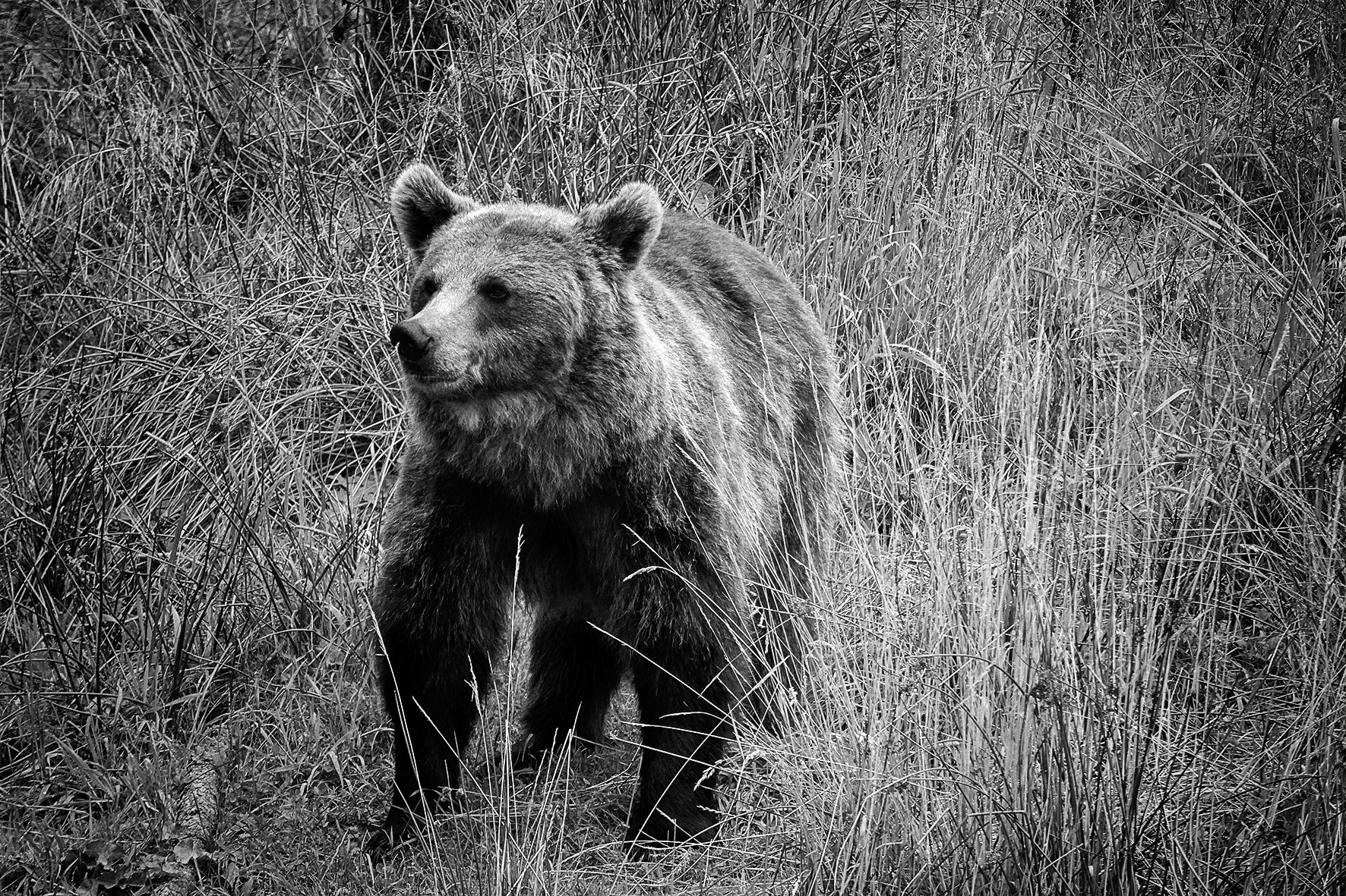 labonde-am-03_48422769691_o