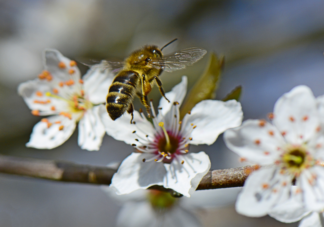 le-ray-p-01_48422904142_o