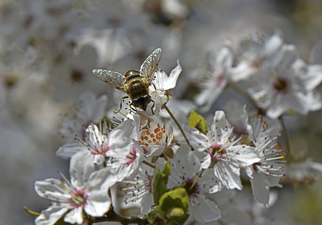 le-ray-p-02_48422622847_o