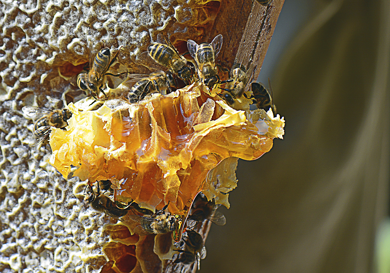 le-ray-p-04_48422906167_o