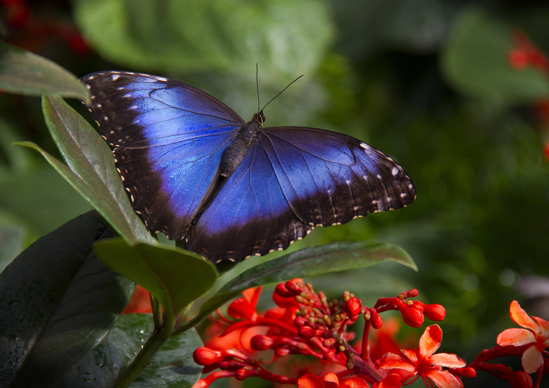 mosnier-m-01_48422609651_o