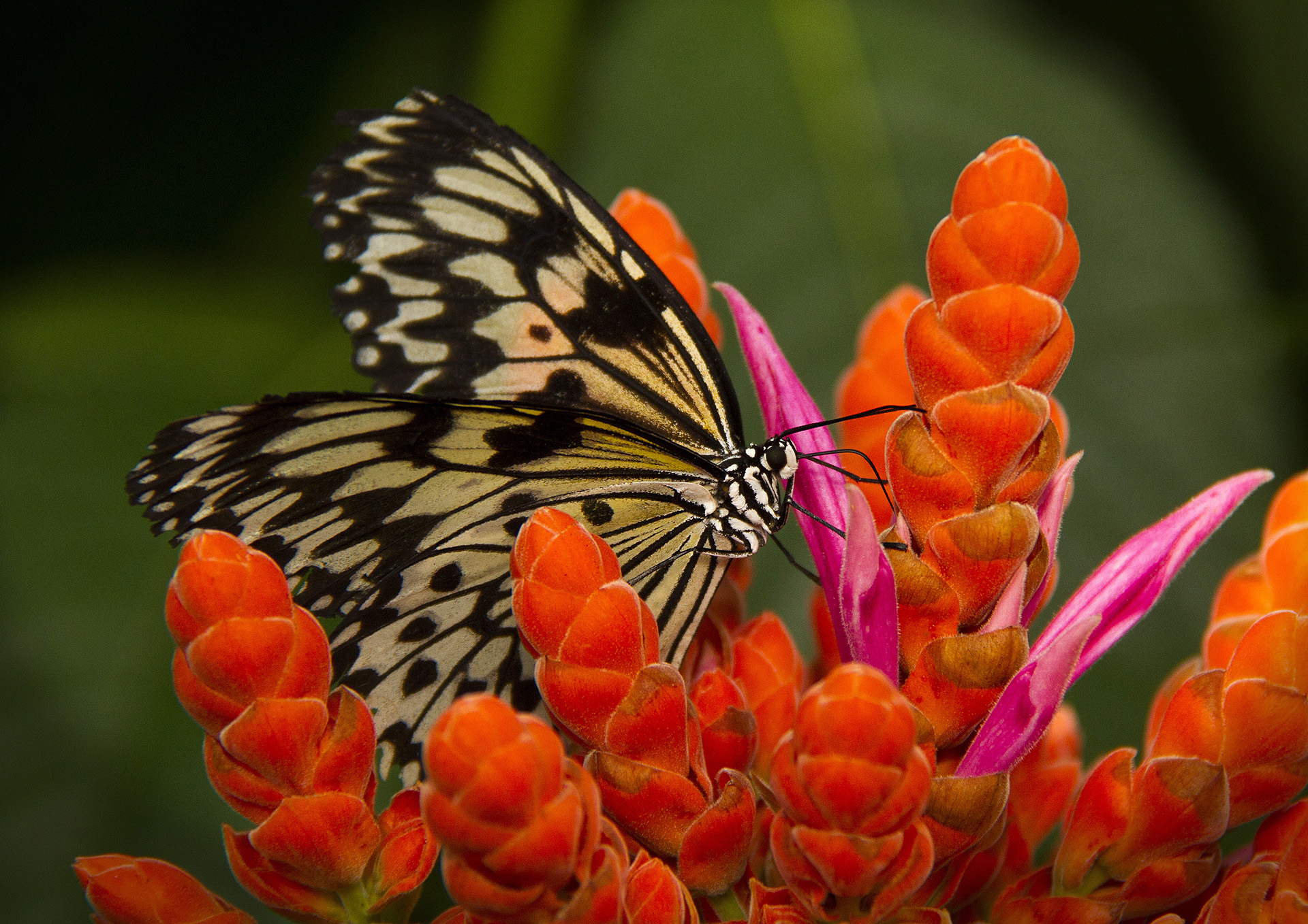 mosnier-m-02_48422607706_o