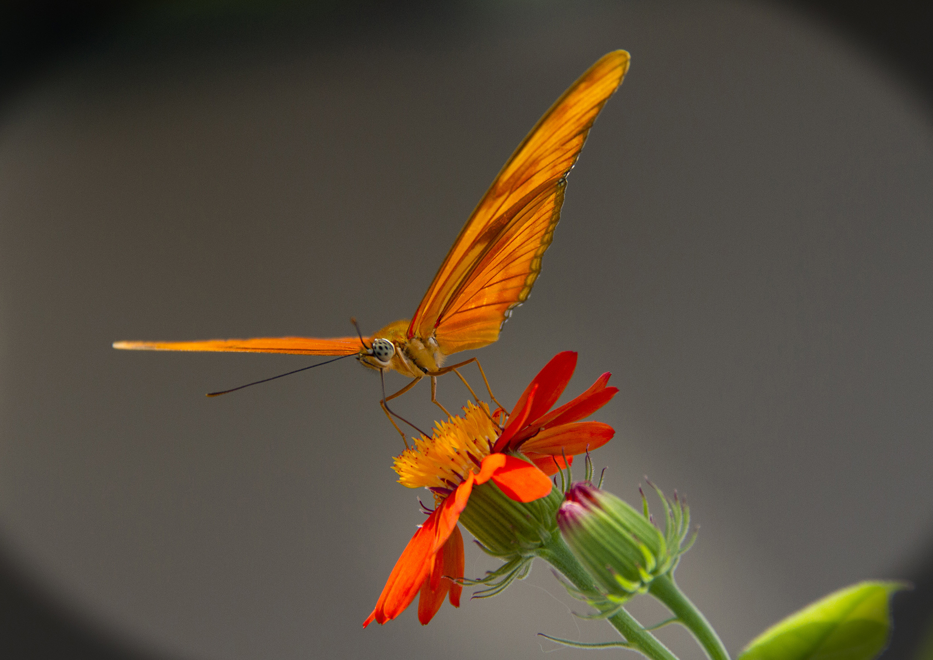 mosnier-m-03_48422762832_o