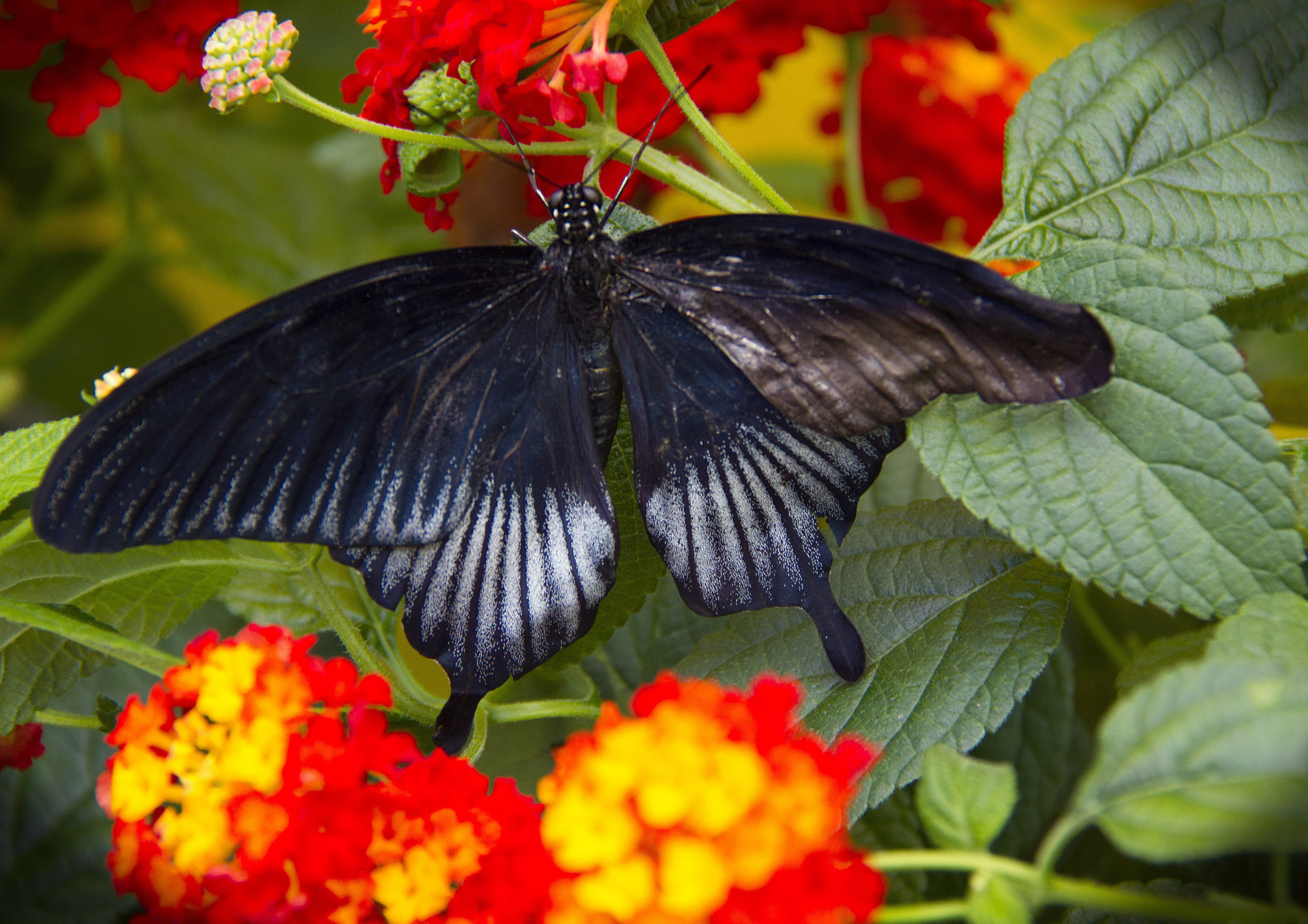 mosnier-m-04_48422761342_o