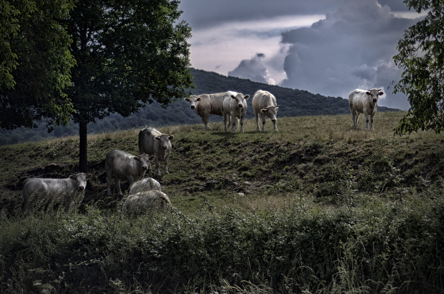 2-au-prs_51991836556_o