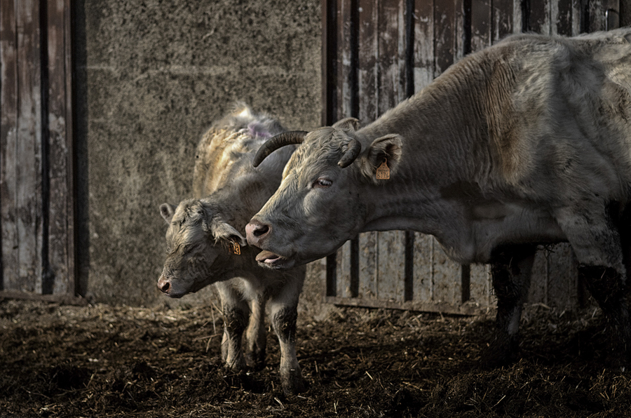 5-le-veau_51990838997_o