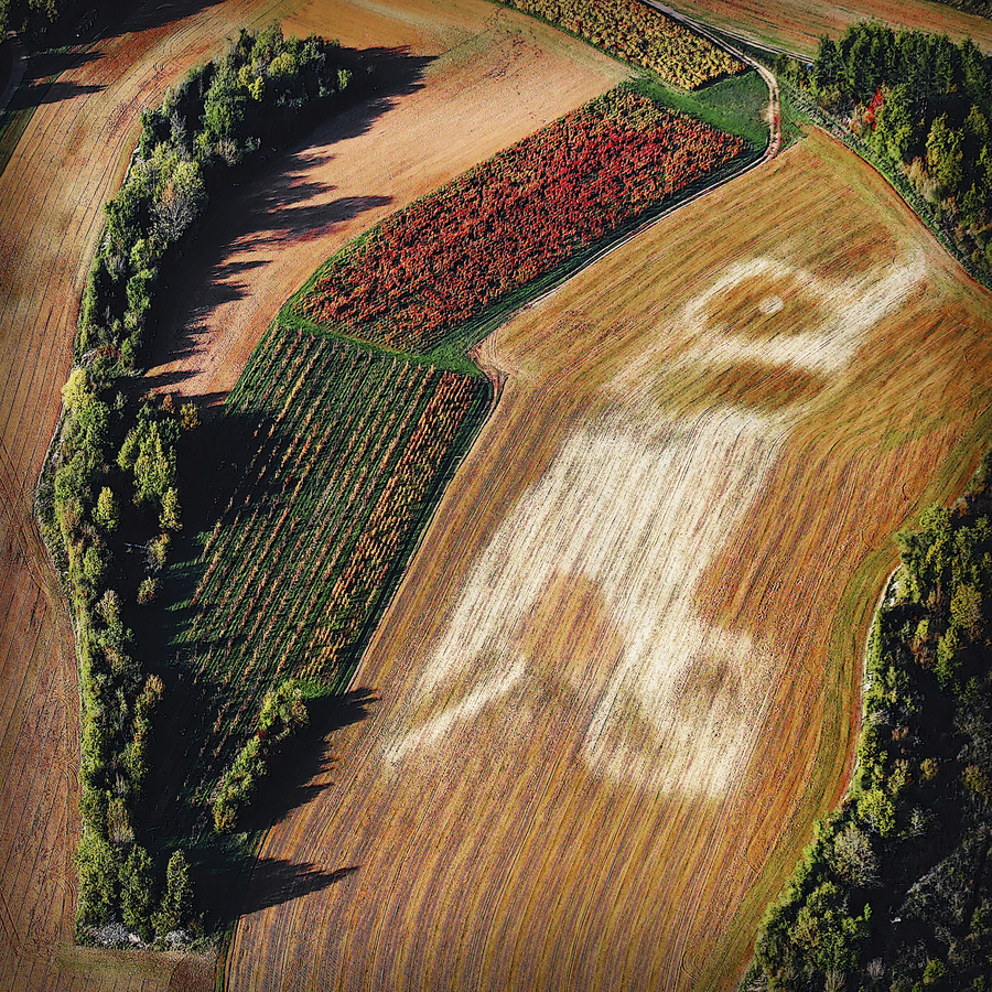 06---tte-de-chevreuil--oiseau_51991889903_o