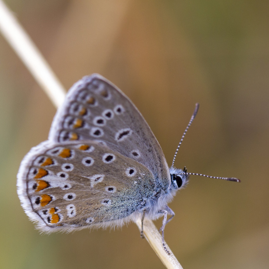 azur-2_51992444070_o