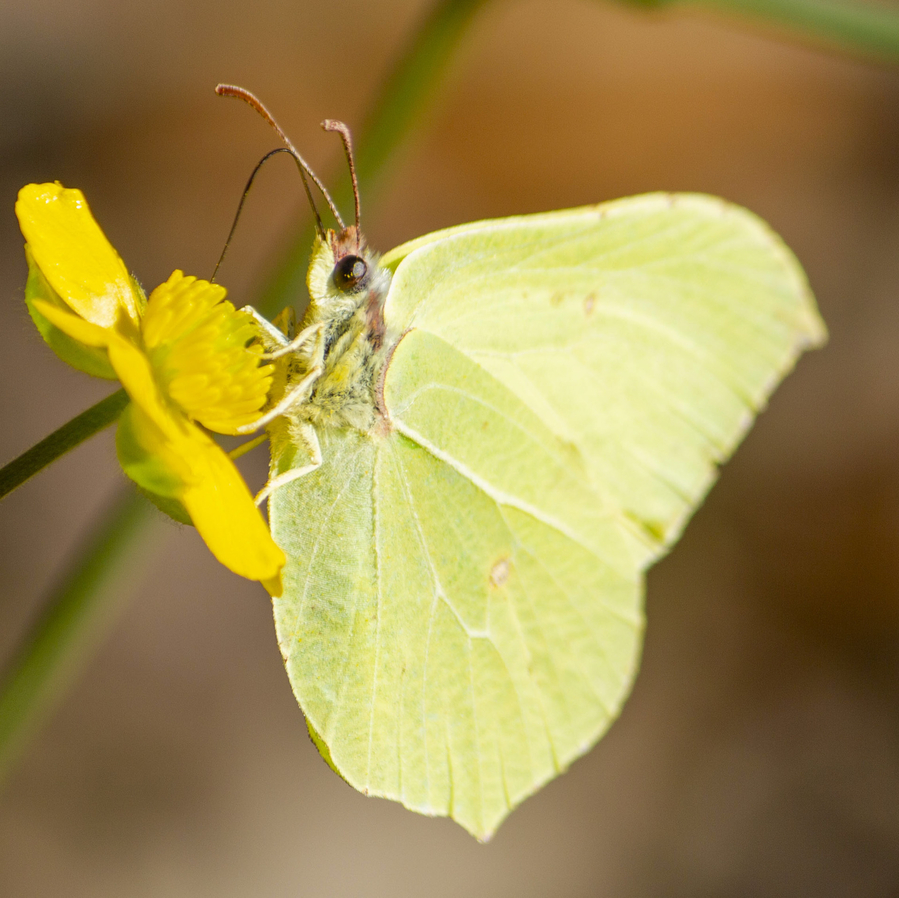 citron-4_51990893292_o