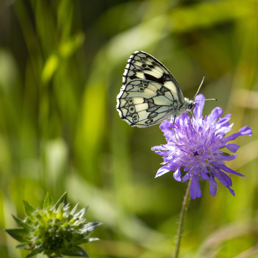 le-demi-deuil-3b_51992173469_o