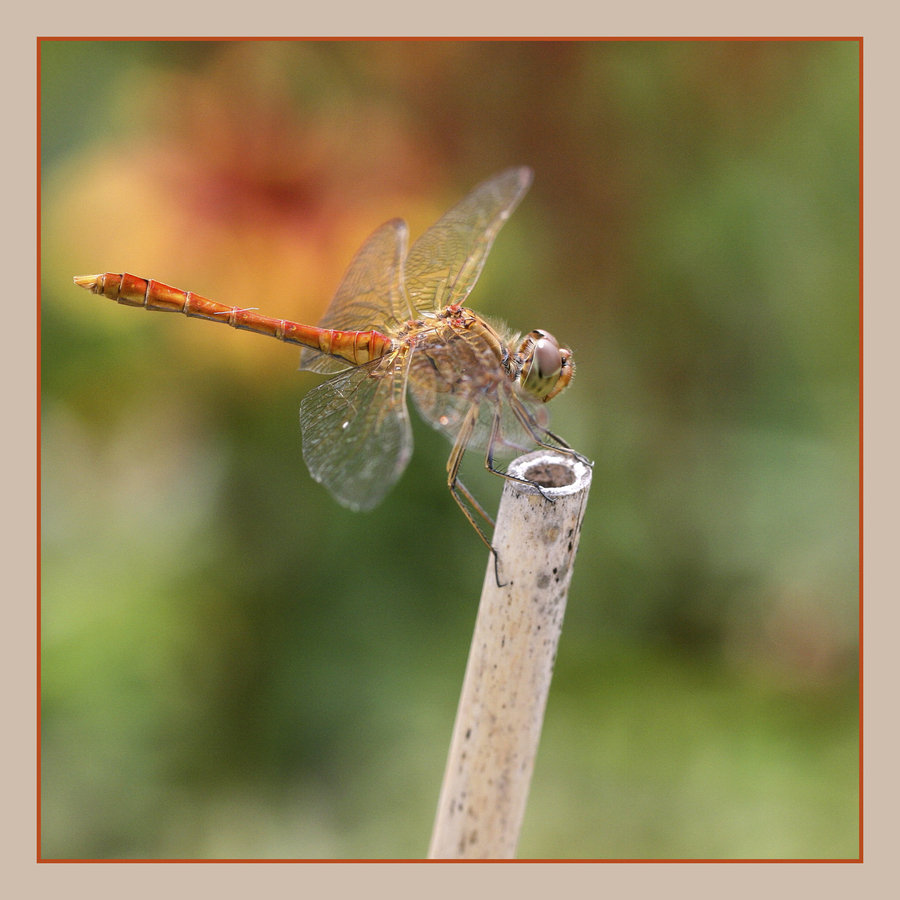 libellune_51990894182_o