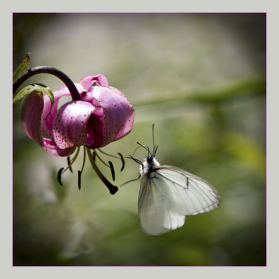 martagon_51992444640_o