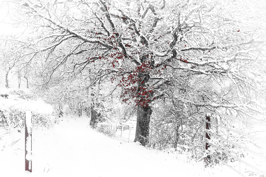 m-beaufils--3-b-le-silence-blanc_51992461240_o