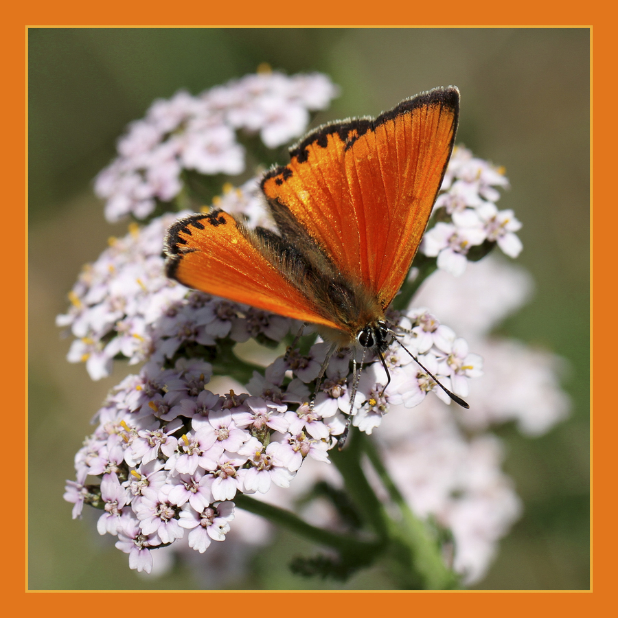 papillon_51990894257_o