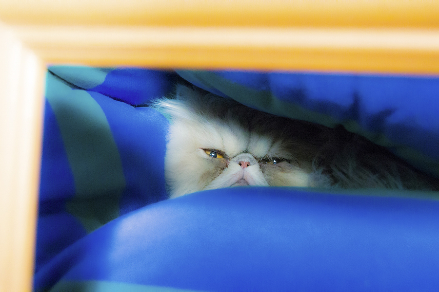 srie-2-chat-alors-6_51990914812_o