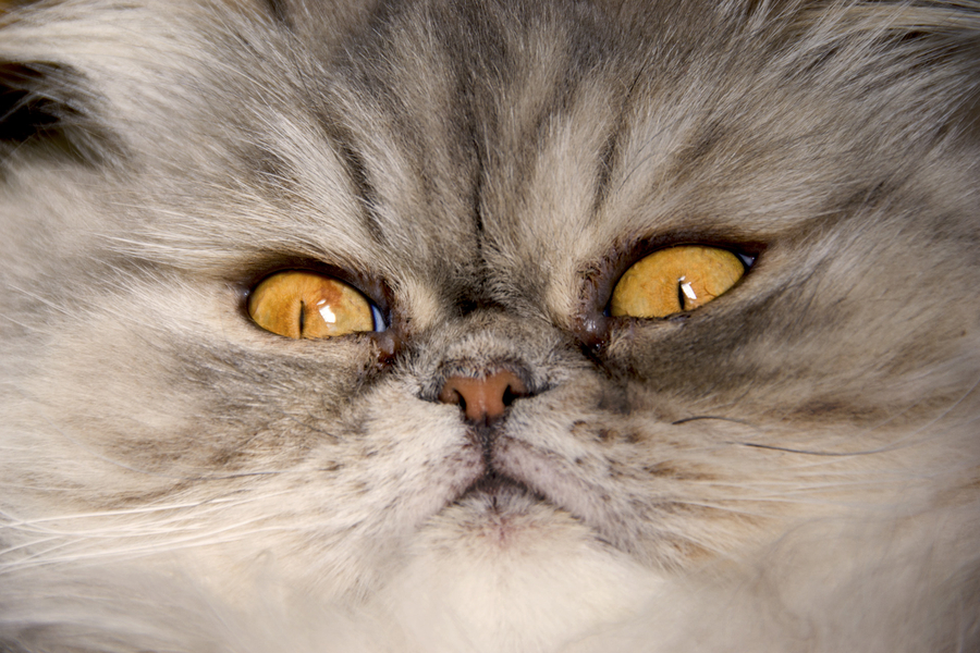 srie-2-chat-alors-8_51991971808_o