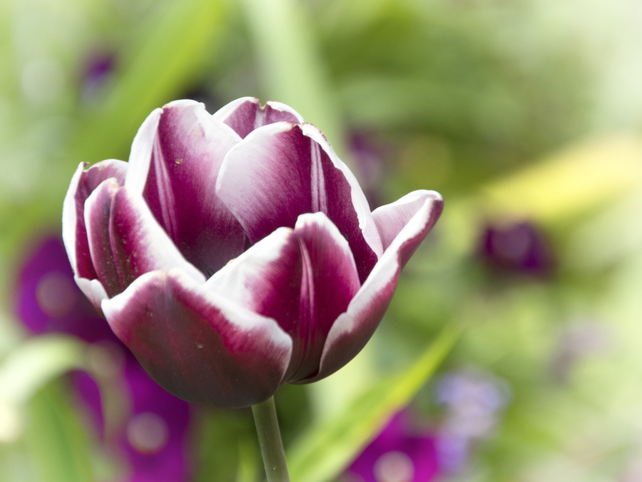 img_6341-copie_53061436580_o