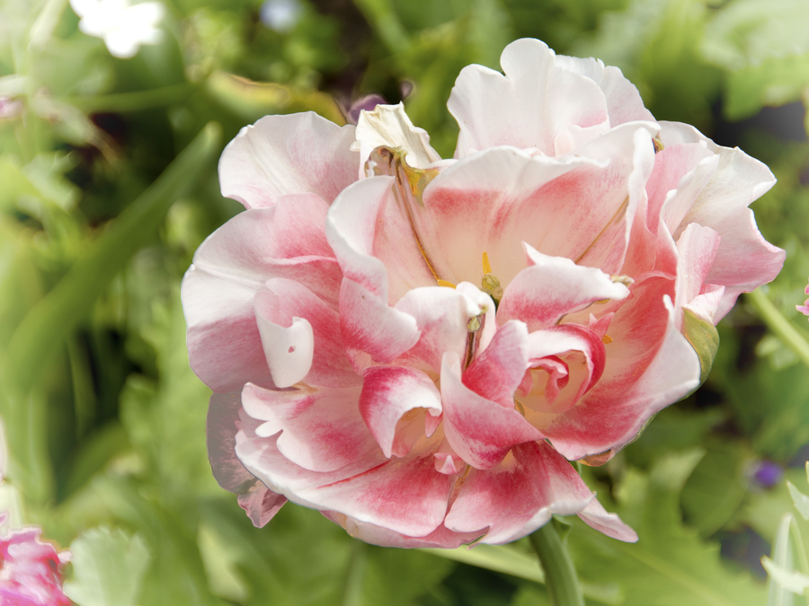 img_6348-copie_53060466937_o