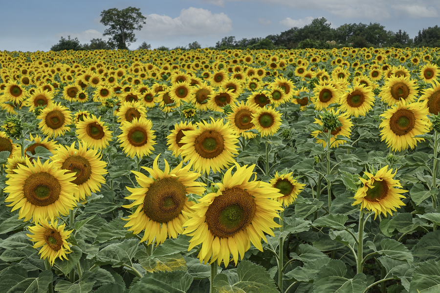 lu-tournesol01_53060468237_o