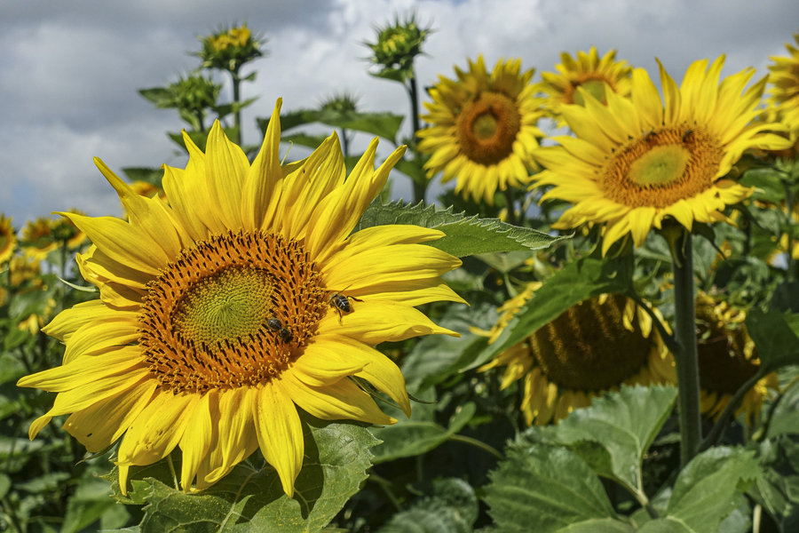 lu-tournesol02_53061233659_o