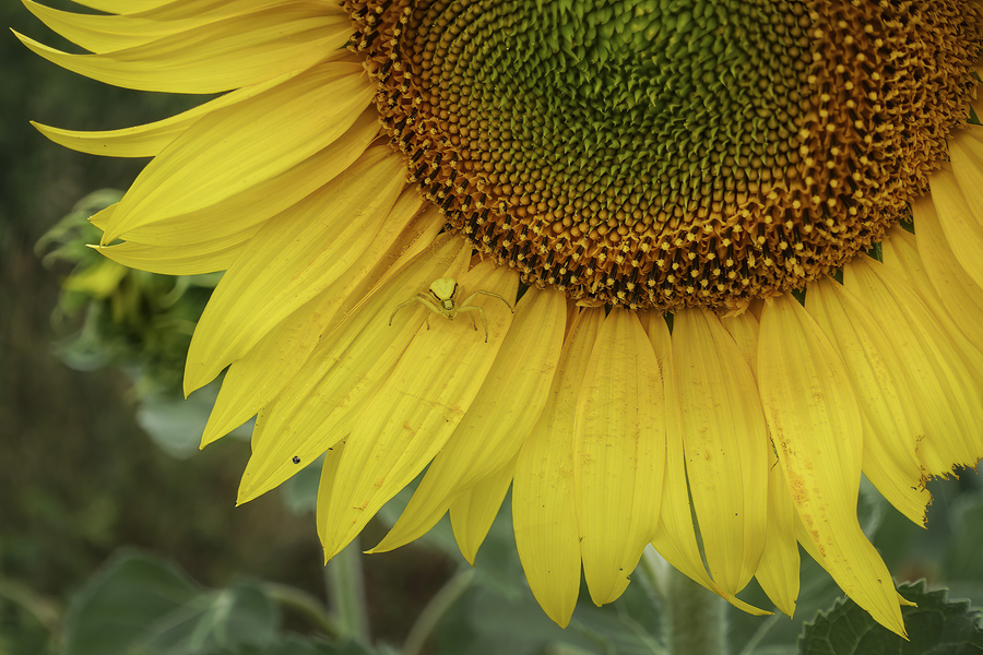 lu-tournesol03_53061049266_o