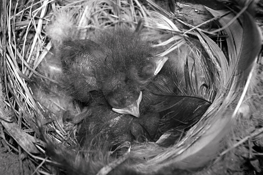 03-hirondelle-rustique---_53059869471_o