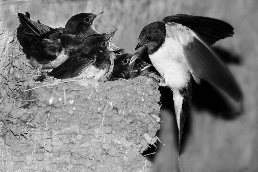 07-hirondelle-rustique_53060350158_o