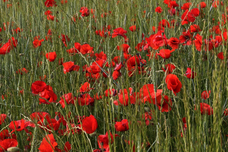 1_1w5a7400_53060328228_o