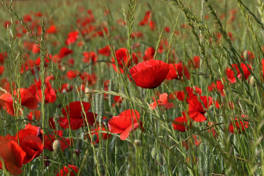 2_1w5a7396_53059259822_o