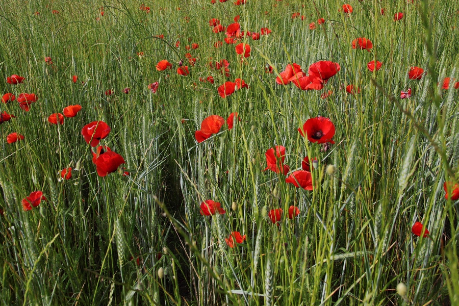 3_1w5a7393_53060029754_o