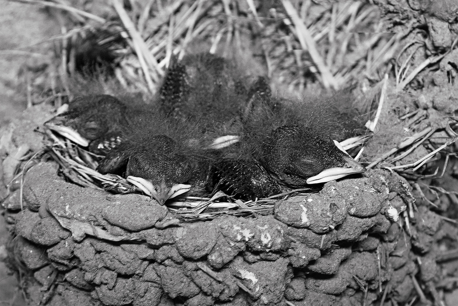 04-hirondelle-rustique-_53060054044_o