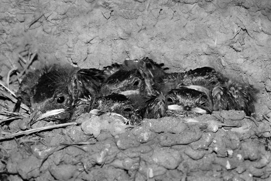 05-hirondelle-rustique_53059286432_o