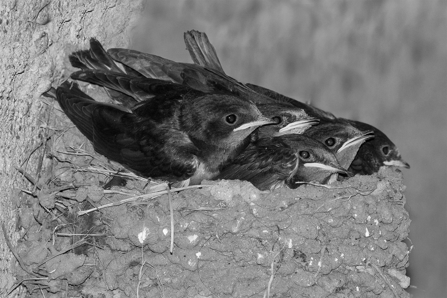 06-hirondelle-rustique_53059283557_o