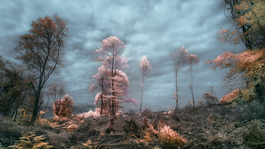 infrarouge-2_53060345188_o