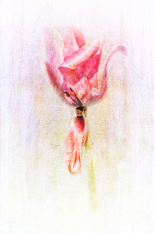 1-m-beaufils---floralies_53058553721_o