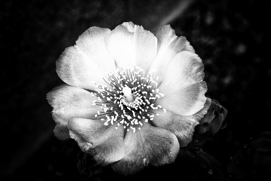 fleur-de-figue-de-barbarie_51991951806_o