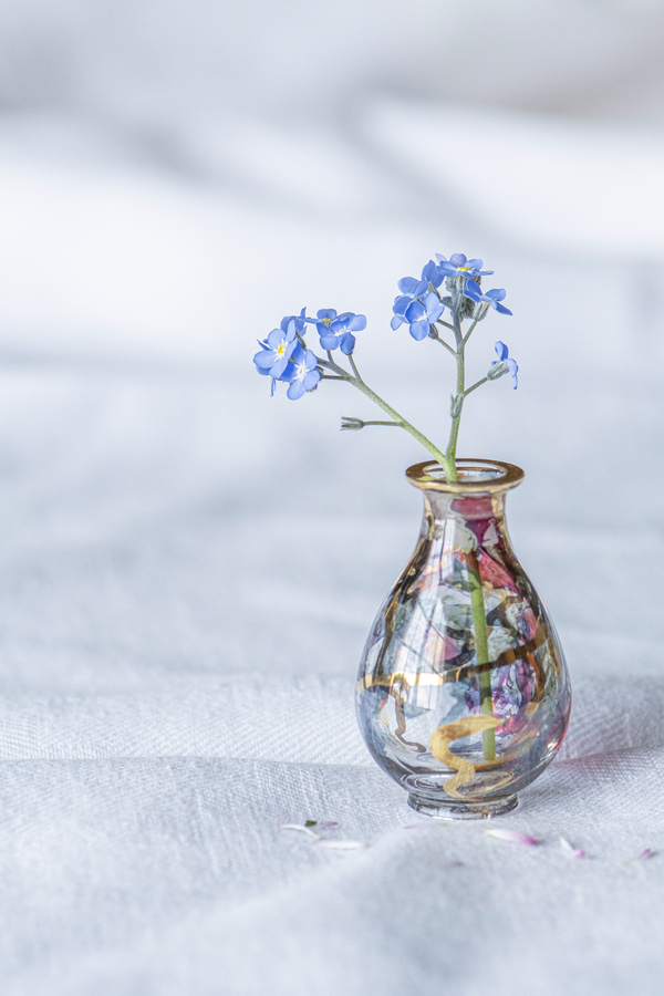 myosotis_51992224054_o