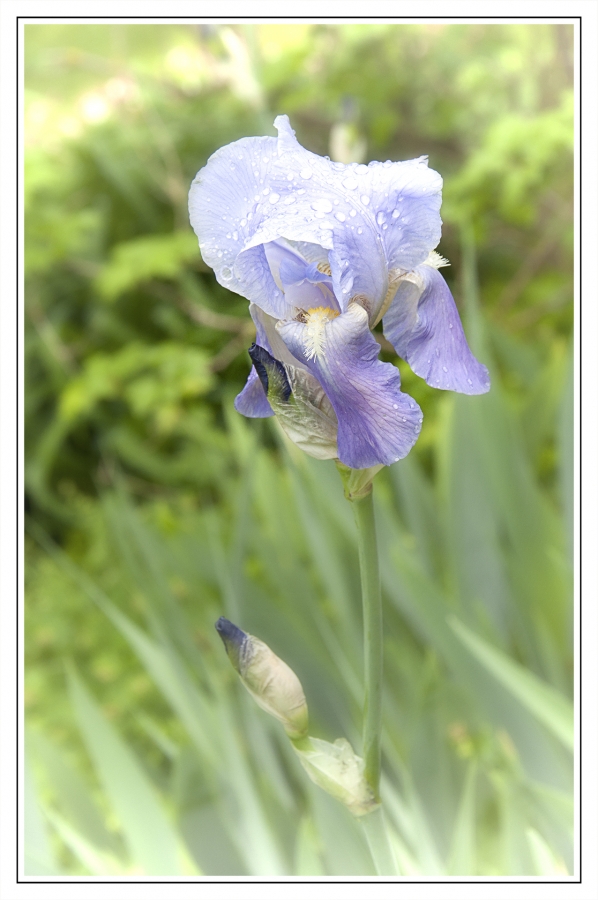 Les fleurs de mon jardin_4