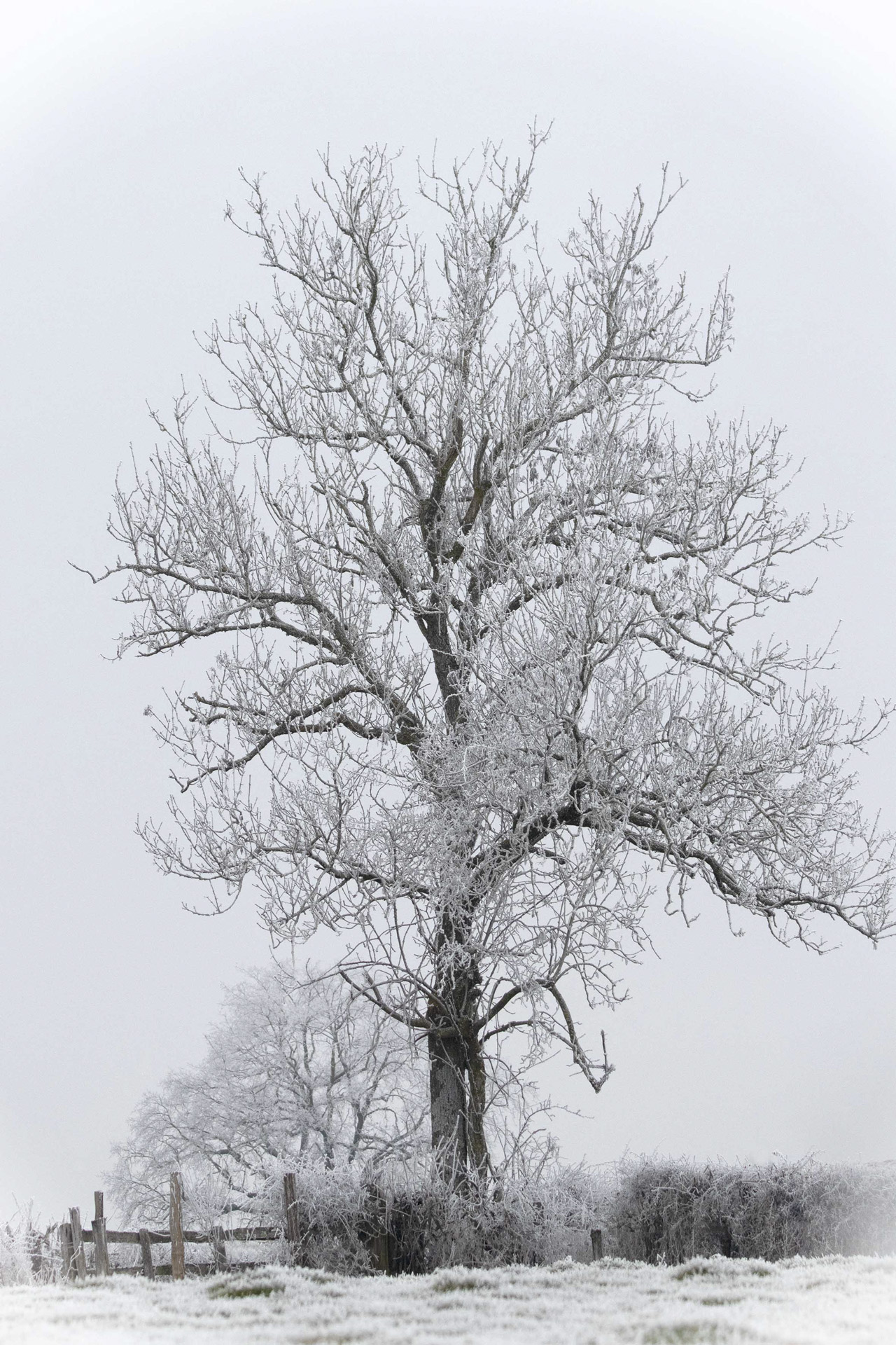 arbre-givr_53067867273_o