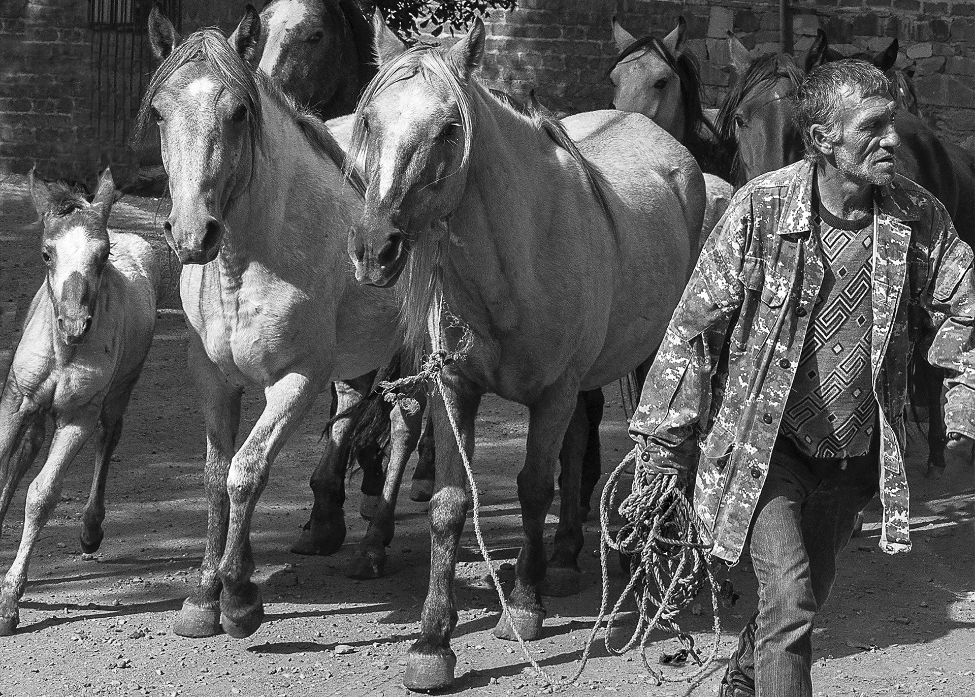 au-petit-trot_53066841932_o