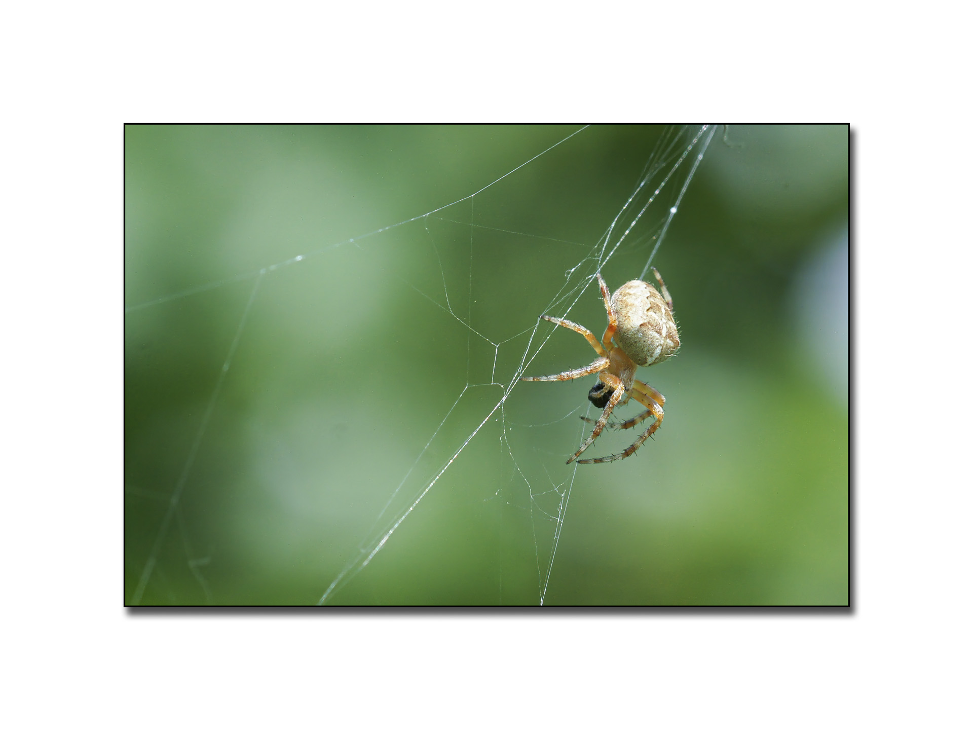 dans-mon-jardin-4_53067606454_o
