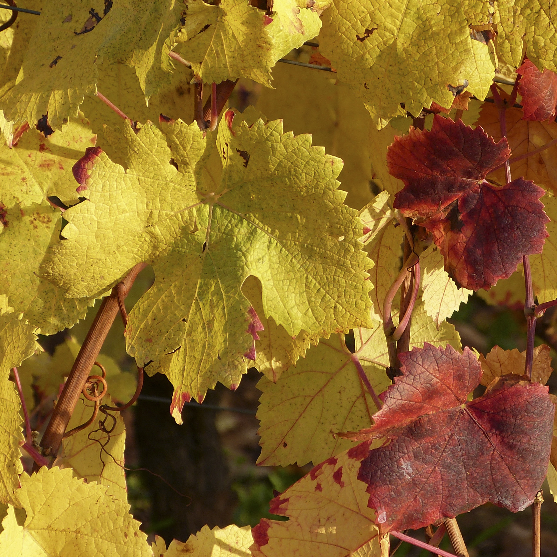 feuille-de-vigne_53067580459_o