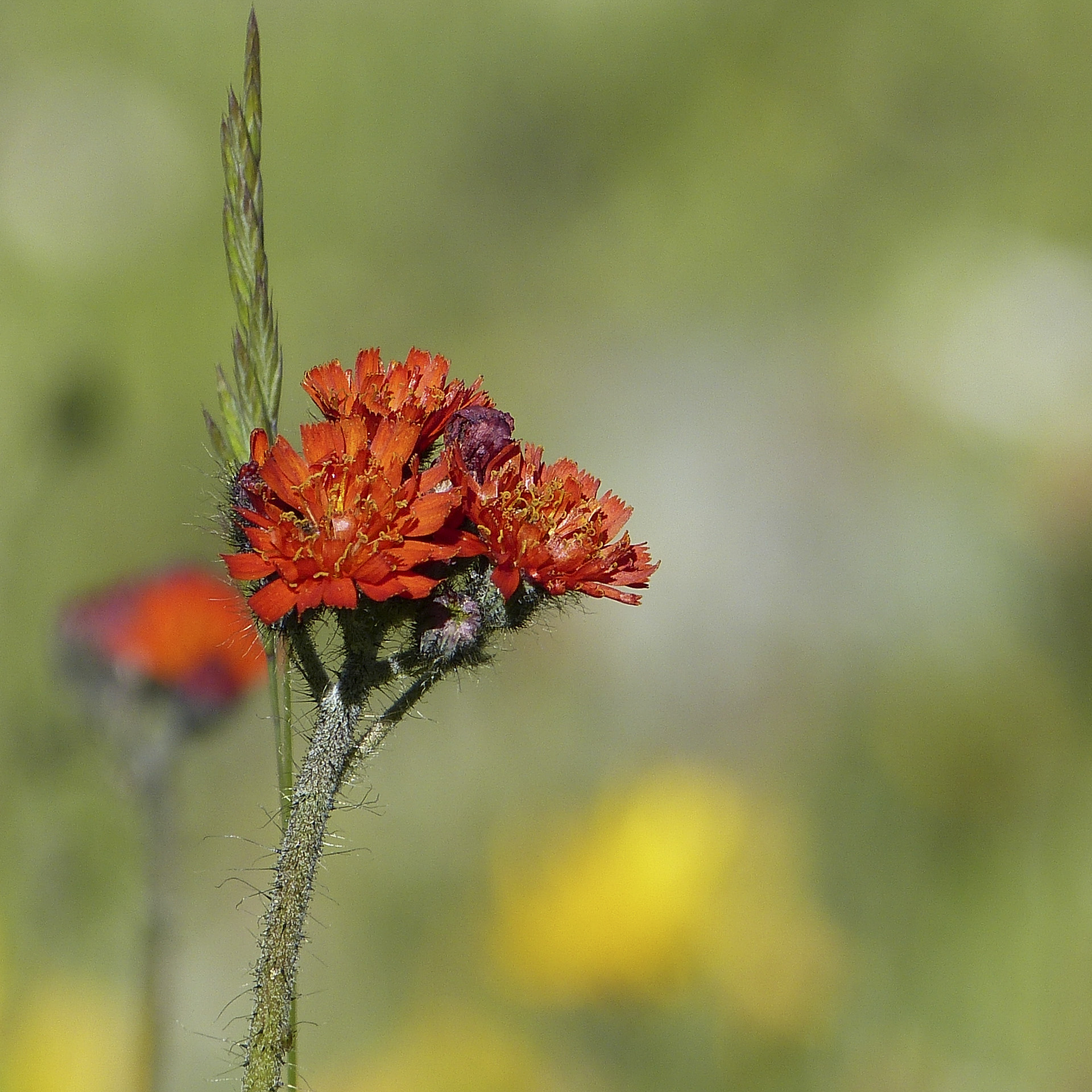 fleur-des-montagnes_53067391431_o